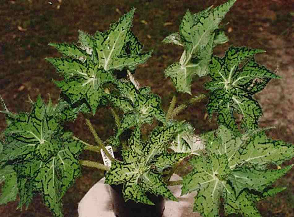 B. ‘Loopy Lou’